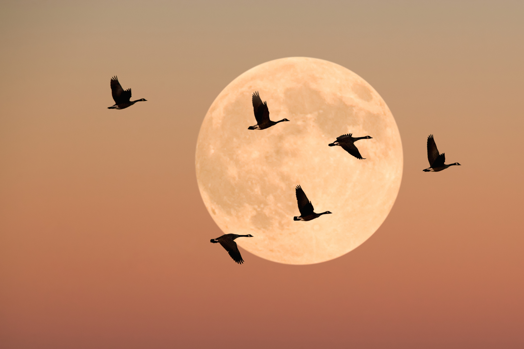 Geese pictured flying in a 'V' formation in front of a full moon hanging in a rust-coloured sky.