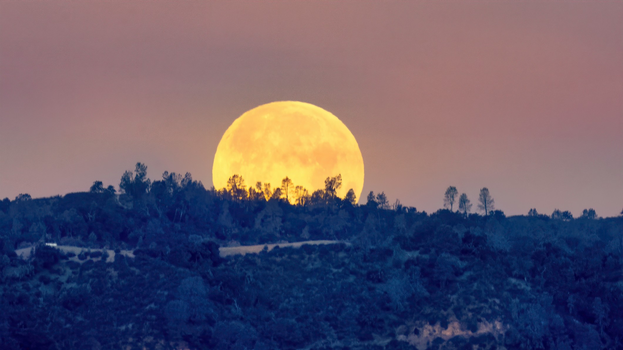 An orange full moon is pictured rising over a forest, framed by the dusk sky.