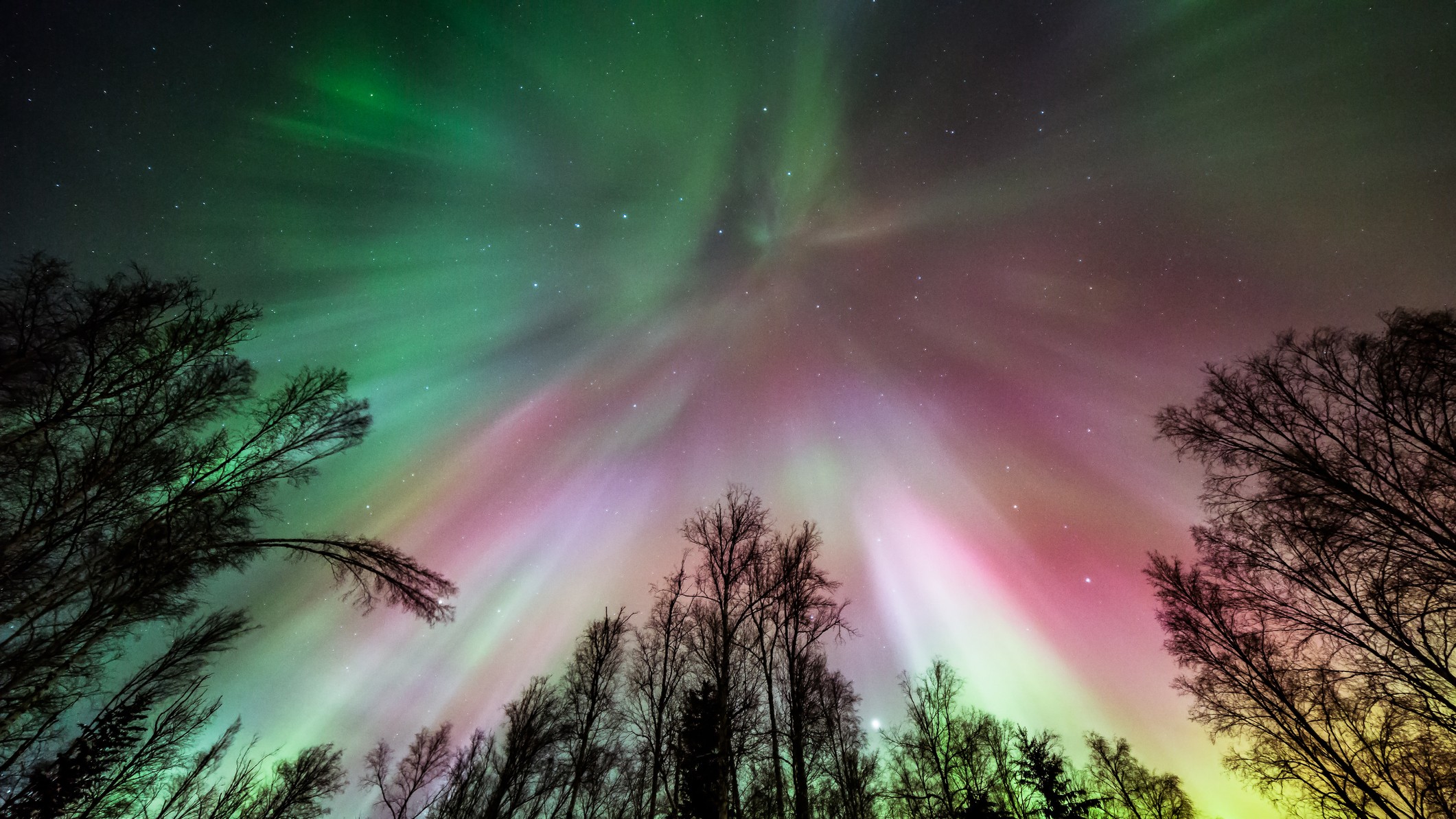 colorful northern lights appear as curtains of pink and green with trees silhouetted below.