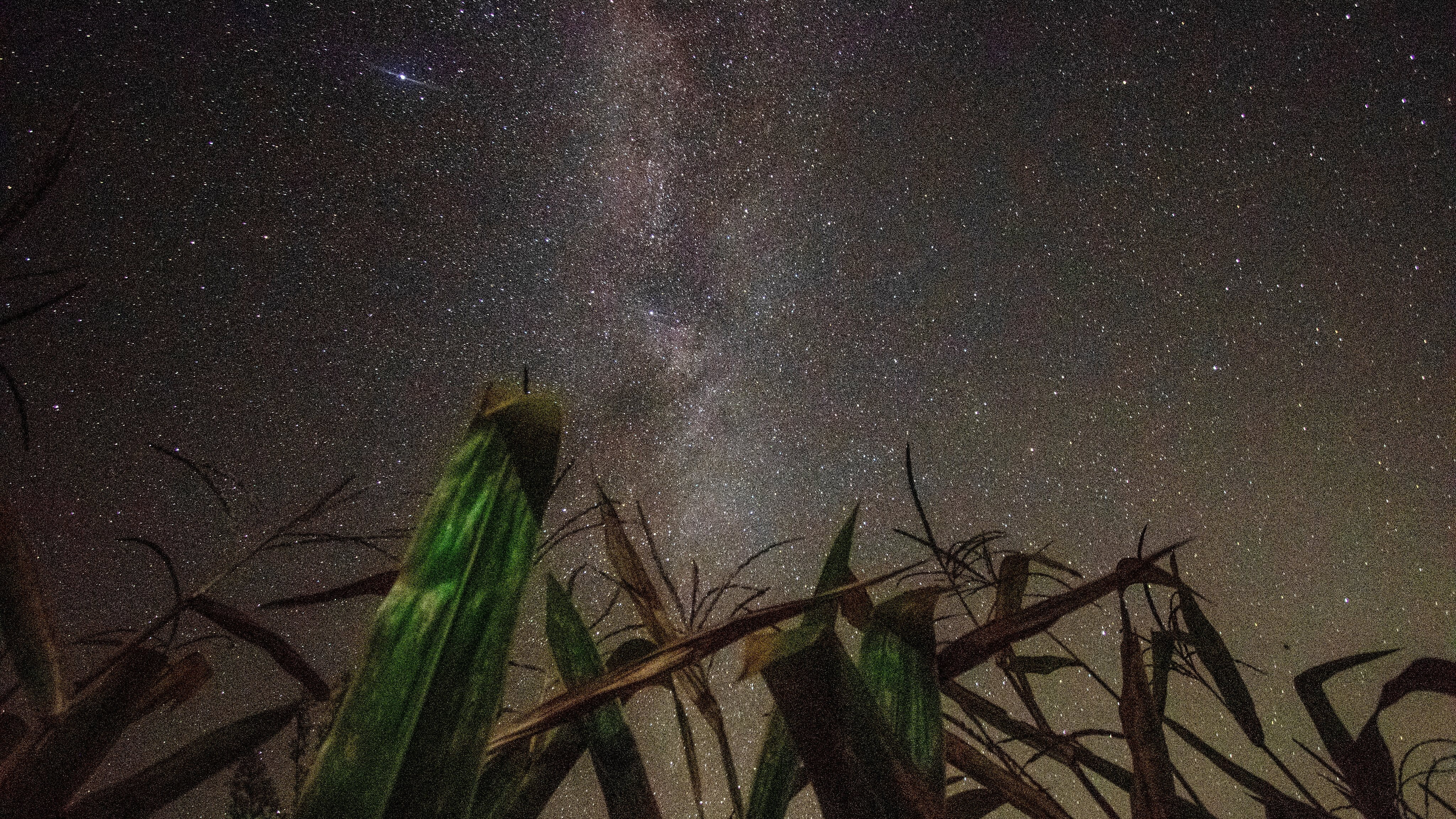 stalks of corn rise from the bottom, stretching halfway up the image, before a vast dark sky of stars.